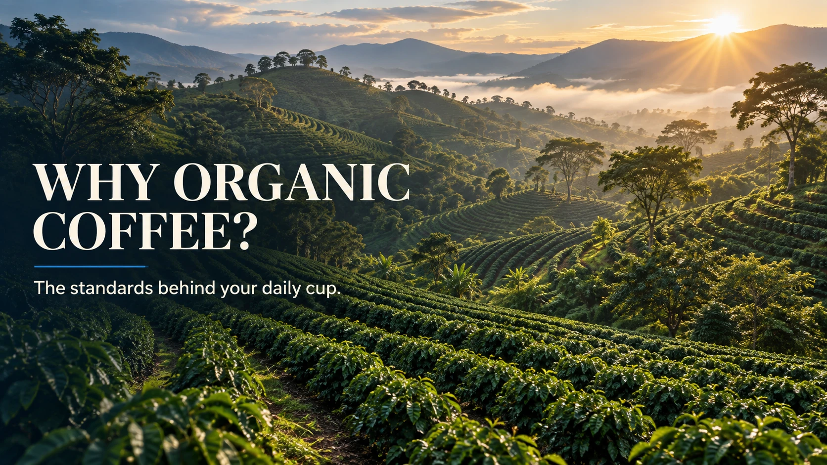 Why Choose Organic Coffee? What “Clean Coffee” Really Means